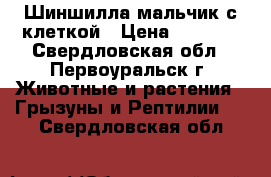 Шиншилла мальчик с клеткой › Цена ­ 3 500 - Свердловская обл., Первоуральск г. Животные и растения » Грызуны и Рептилии   . Свердловская обл.